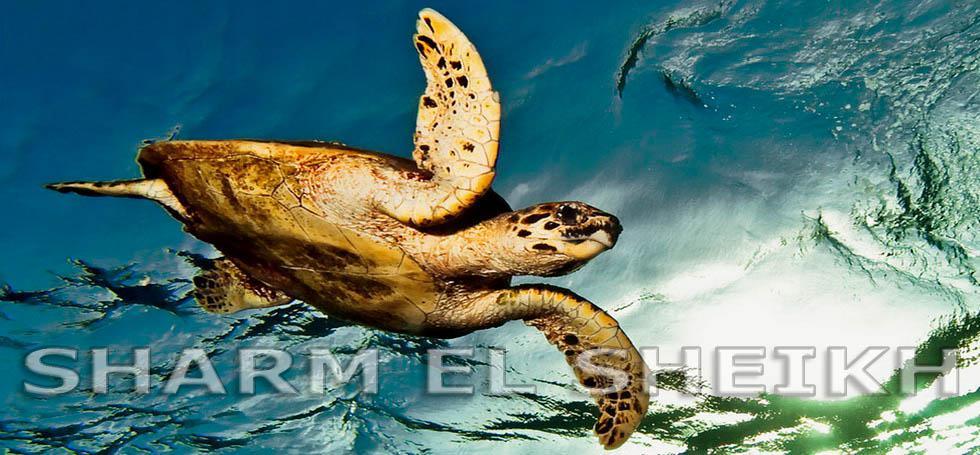 Egypt Sharm El Sheikh